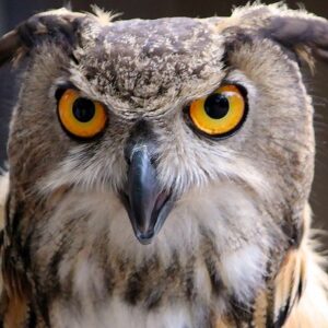 Owl Photo credit Doug Wertman